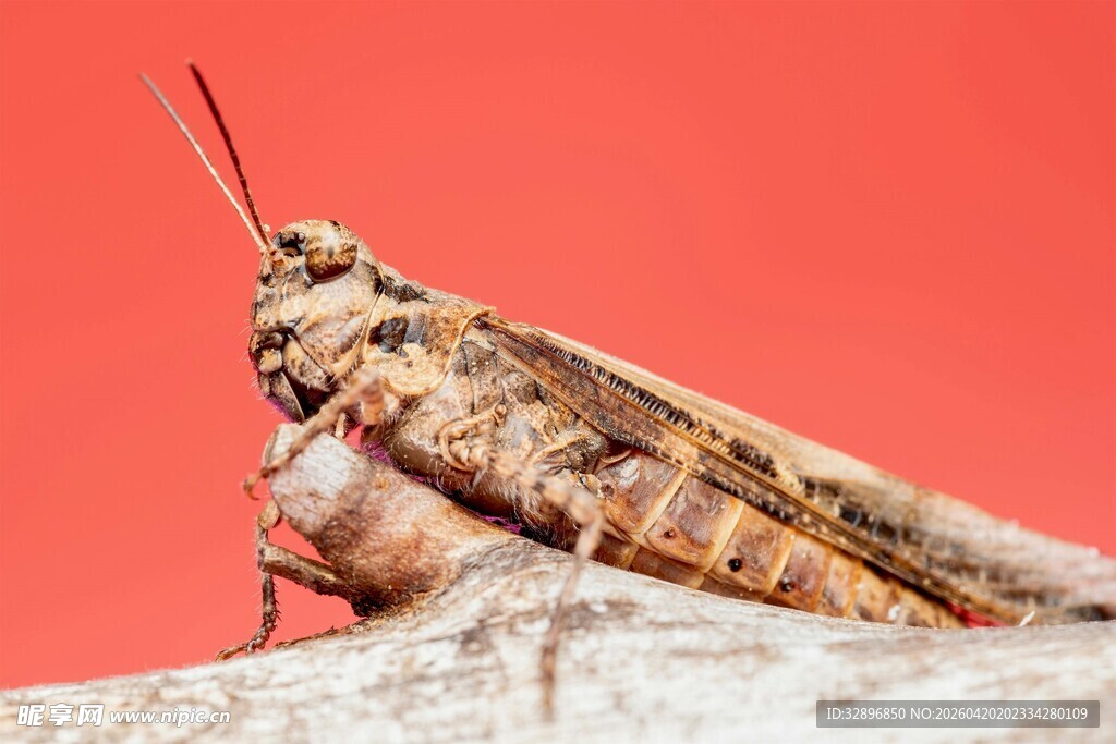 红背景上的棕色蚂蚱