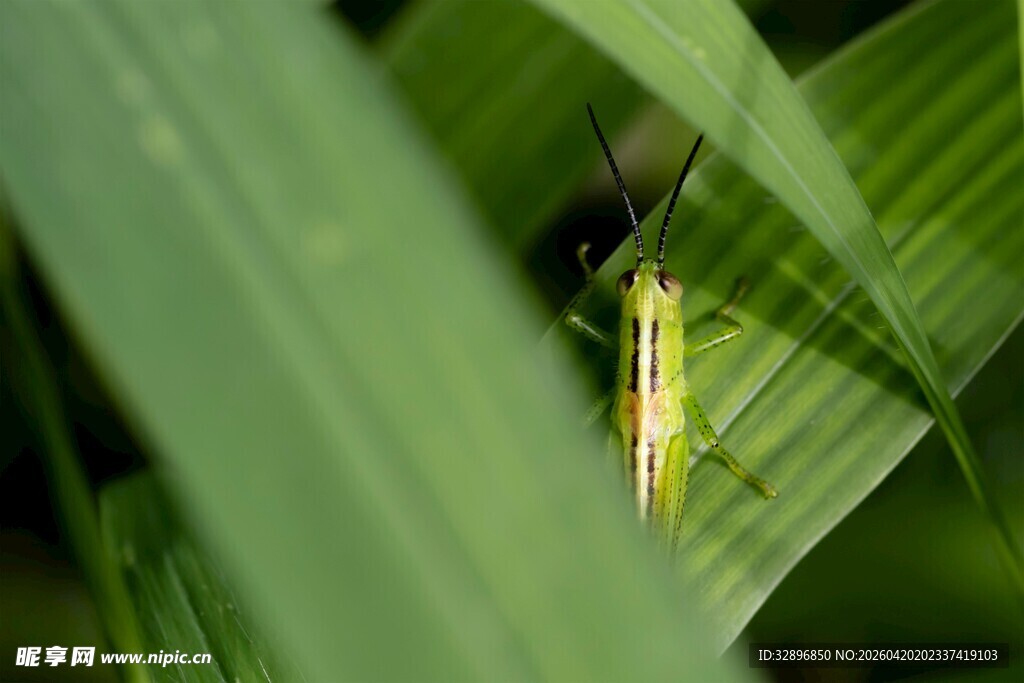 绿叶间的小昆虫