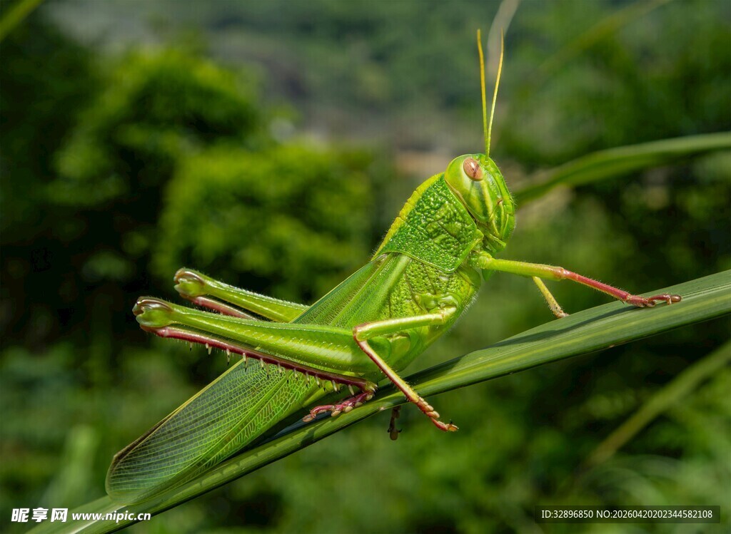 绿色蚱蜢栖息于绿叶上