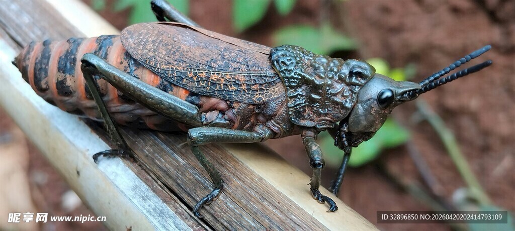 长角昆虫栖息于树枝上