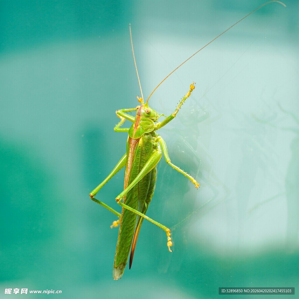 绿色蚱蜢特写