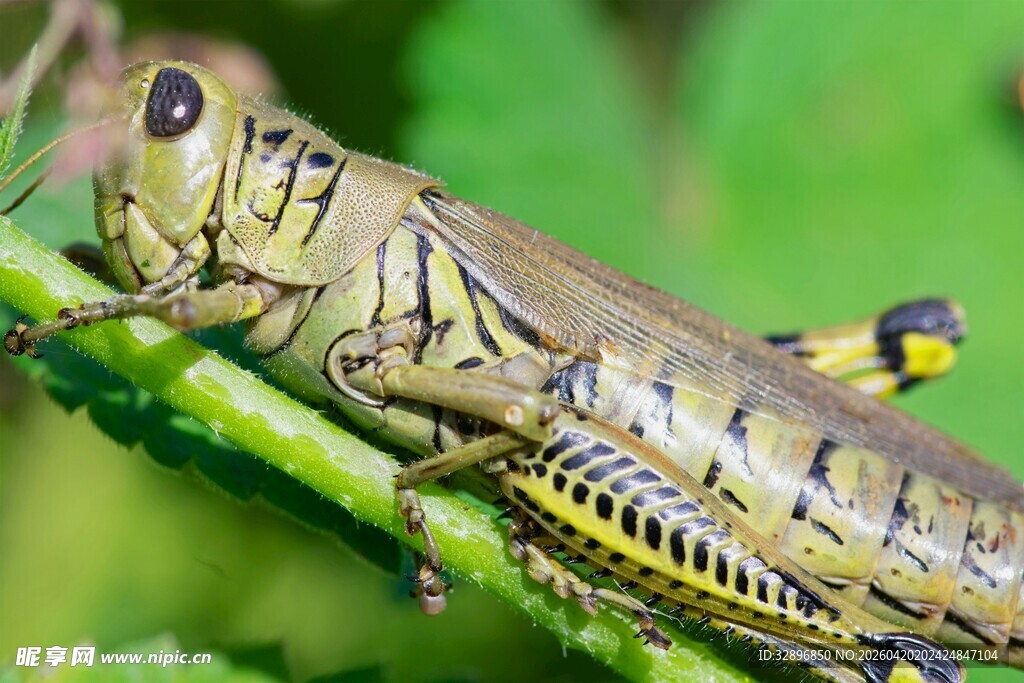 栖息于绿叶上的条纹蚂蚱