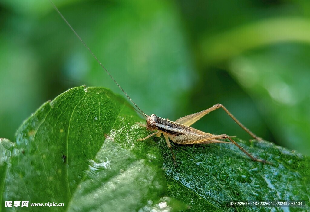 绿叶上的小蚂蚱