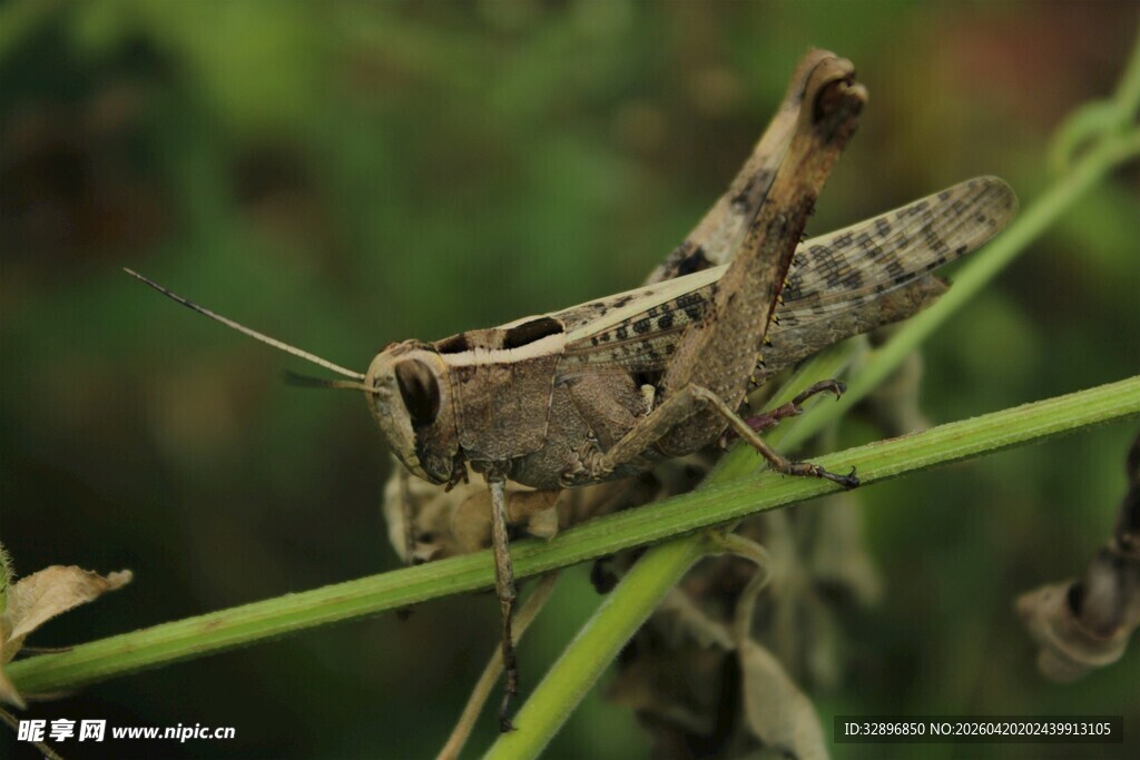 栖息于绿枝上的褐色蚱蜢