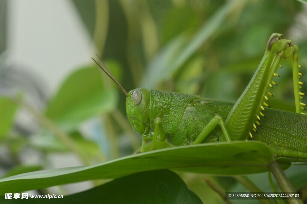 绿叶上的翠绿蚂蚱