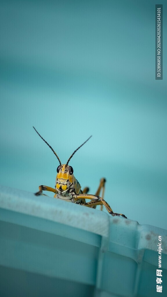 窗边的黄色昆虫特写