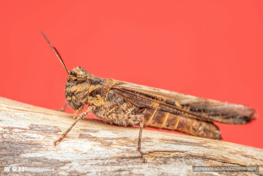 红背景上的褐色蚂蚱