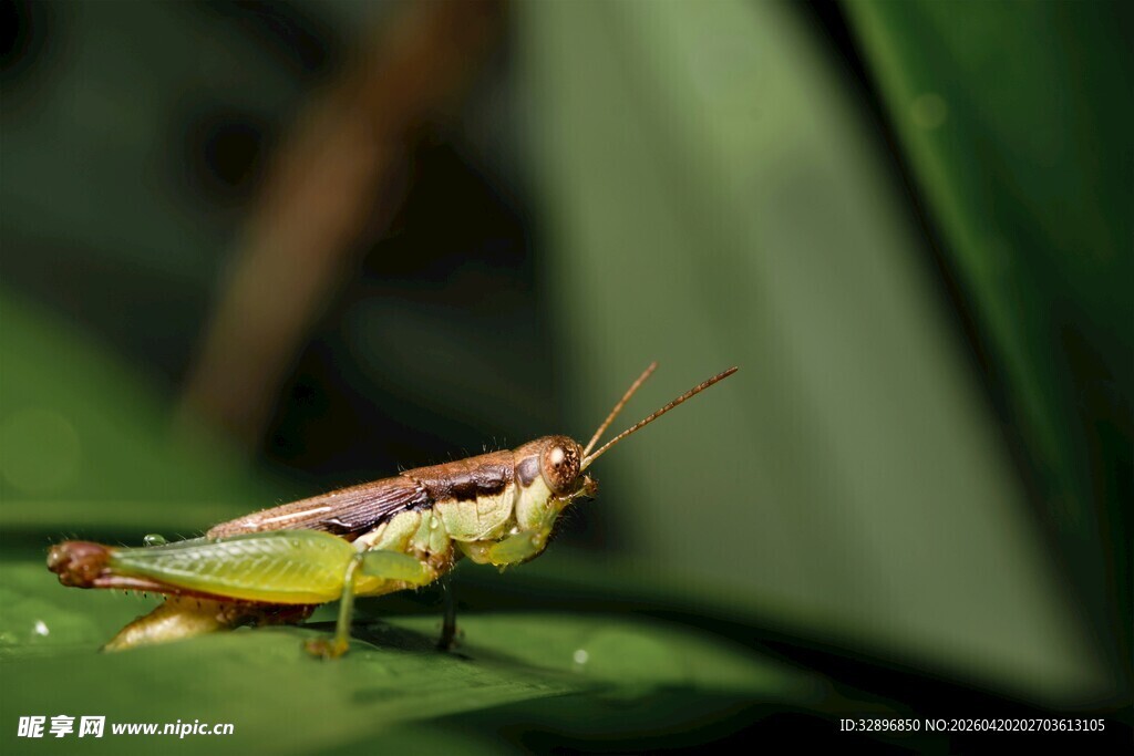 绿叶上的多彩蚂蚱