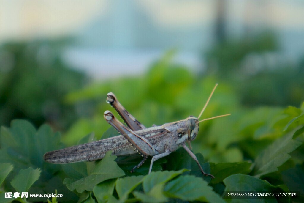 绿叶上的蝗虫