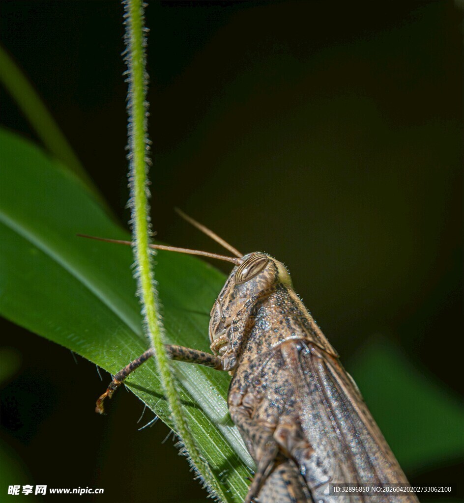 栖息于绿叶上的褐色蝗虫