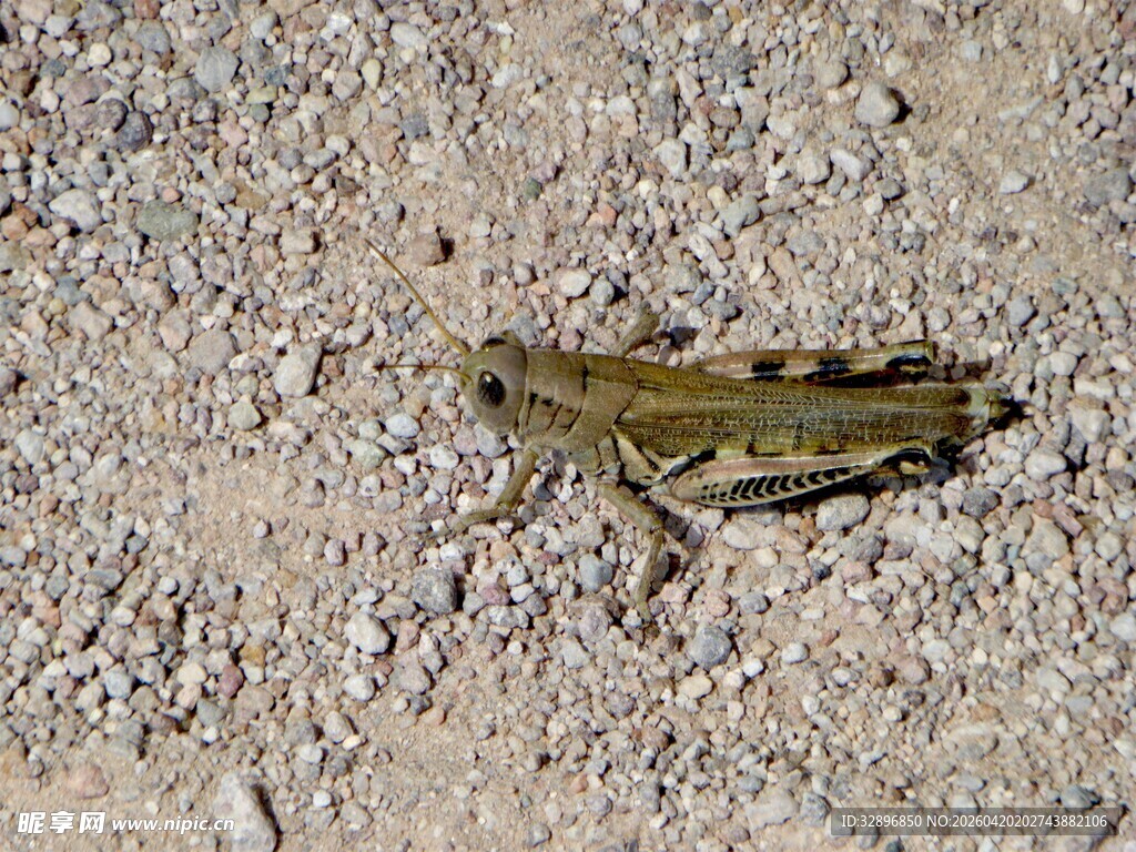 沙地上的一只小蝗虫