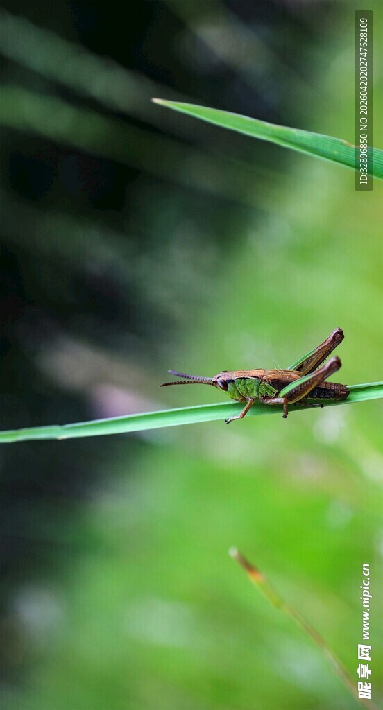 草丛中的绿色小蚱蜢