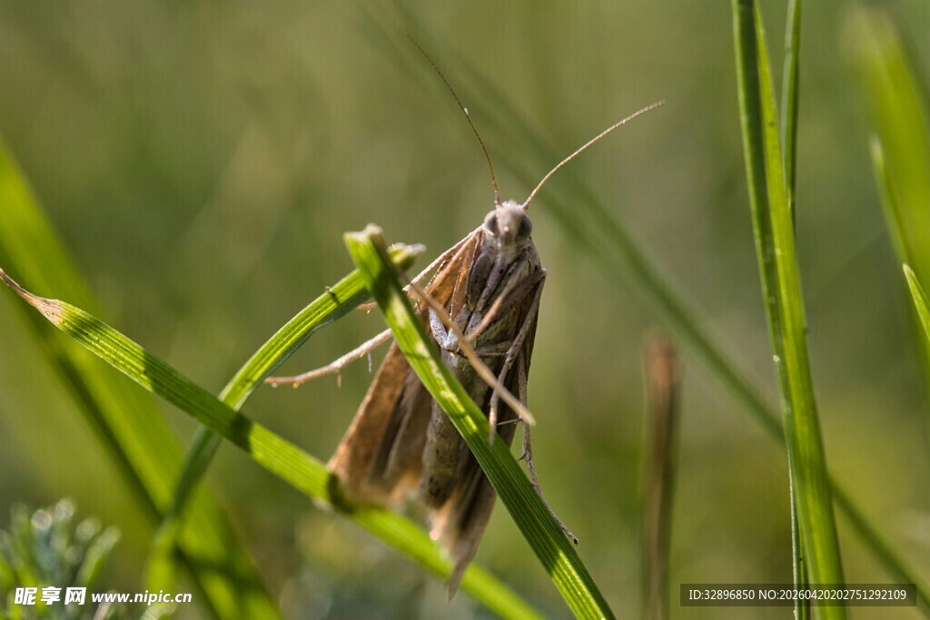 草丛中的飞蛾