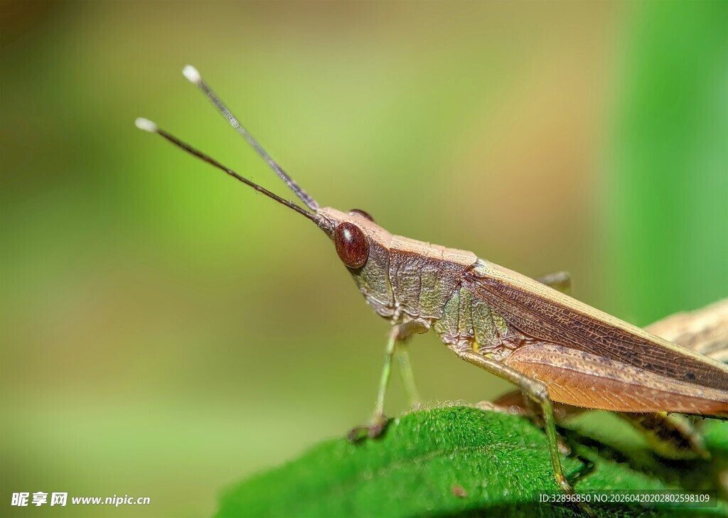 绿叶上的棕色蚂蚱