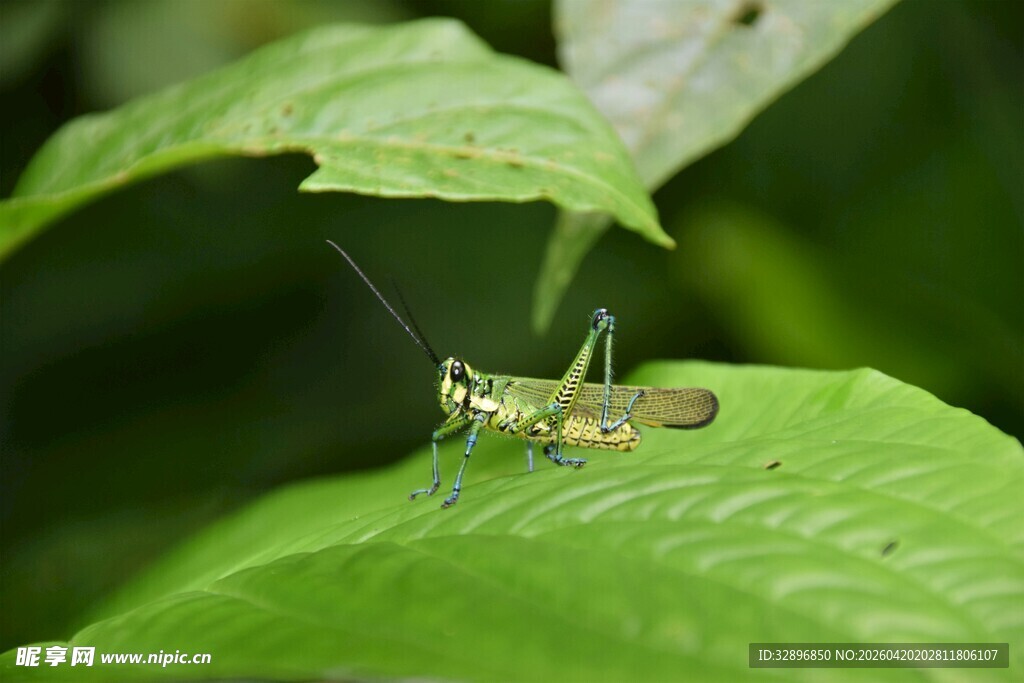 绿叶上的小蚂蚱
