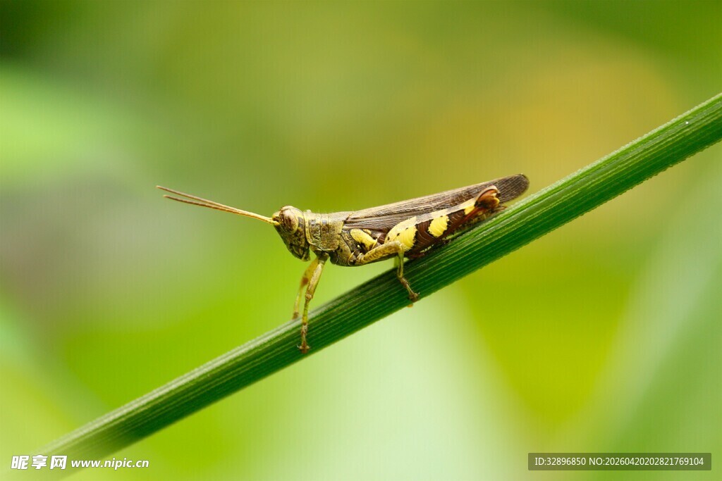 草茎上的条纹蚂蚱