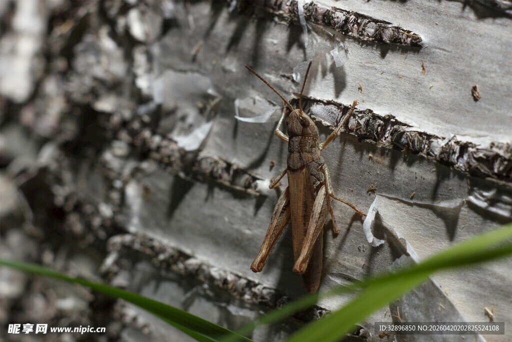 树干上聚集的众多昆虫