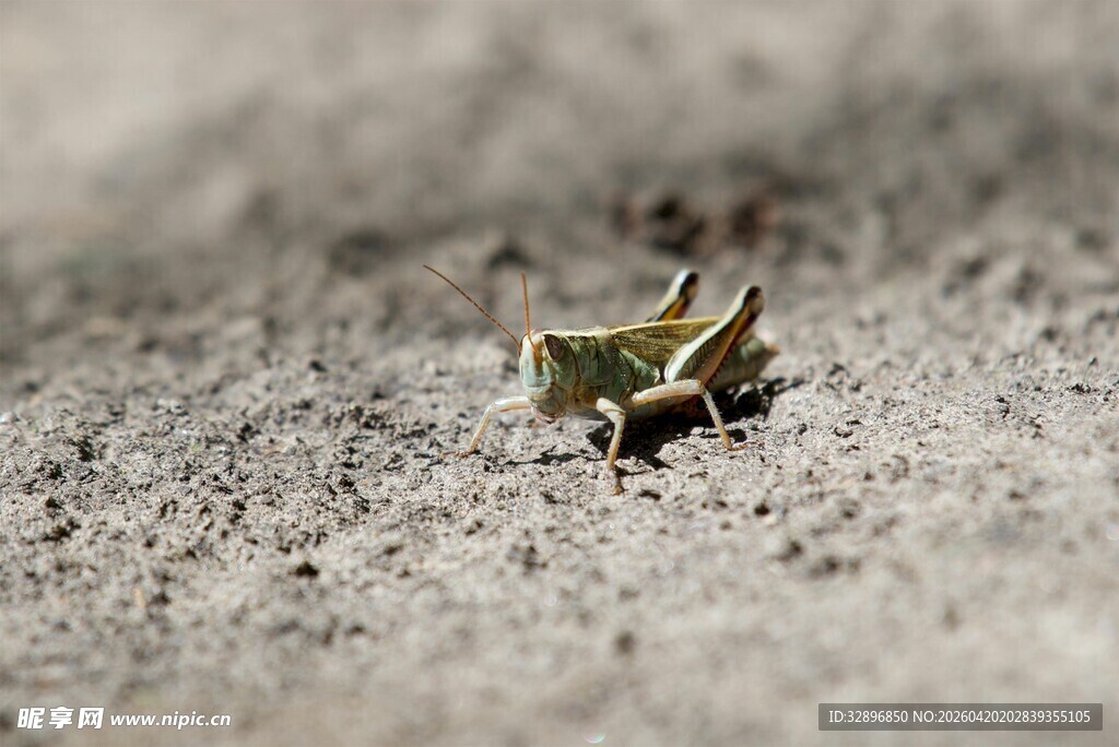 沙地上的绿色小蝗虫