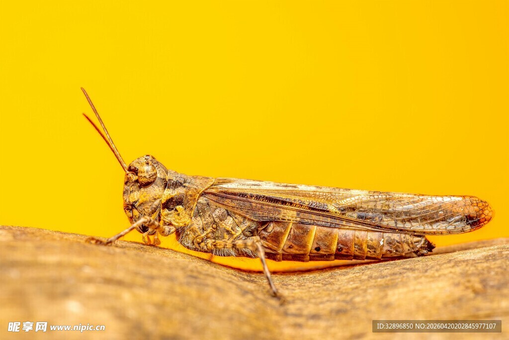 栖息于木上的褐色蚂蚱