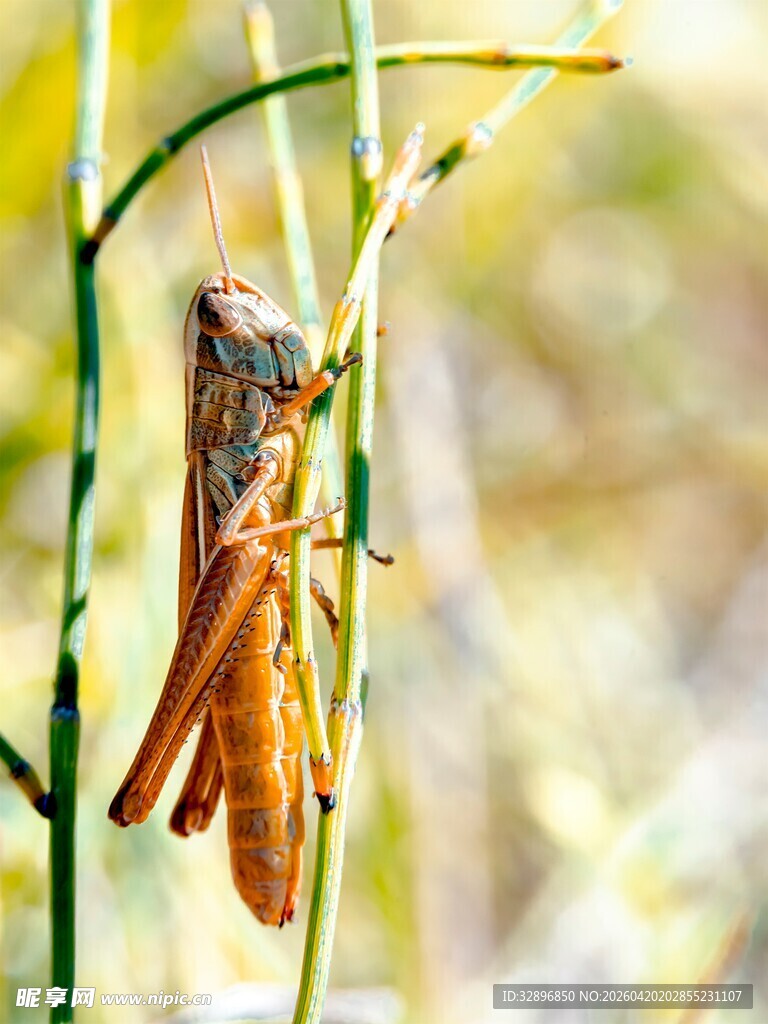 栖息于草茎上的棕色蝗虫