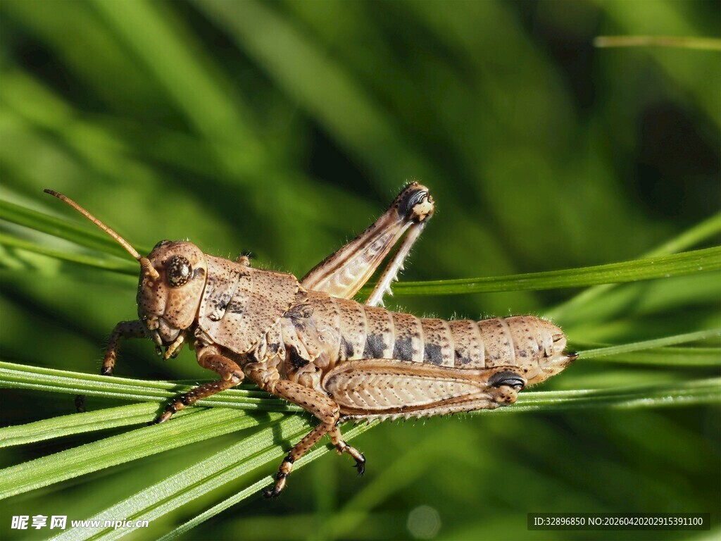 草丛中的褐色蚂蚱