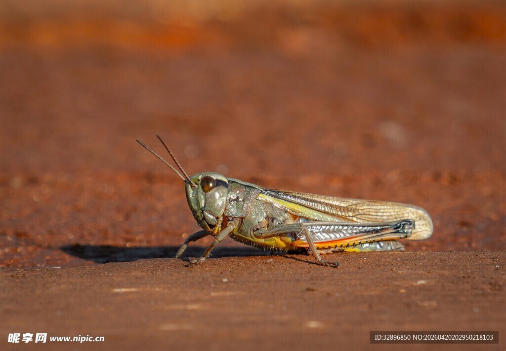 地面上的一只彩色蚂蚱