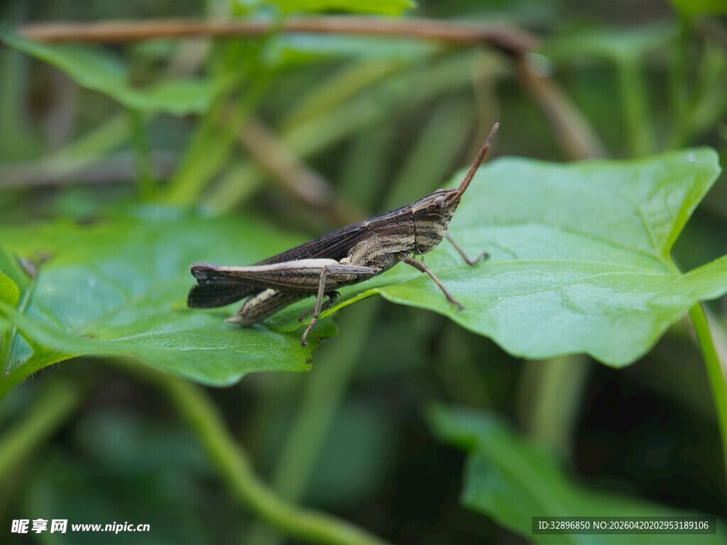 绿叶上的褐色蚂蚱