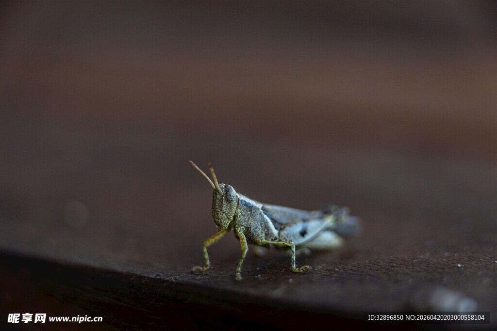 微距下的一只小蚂蚱