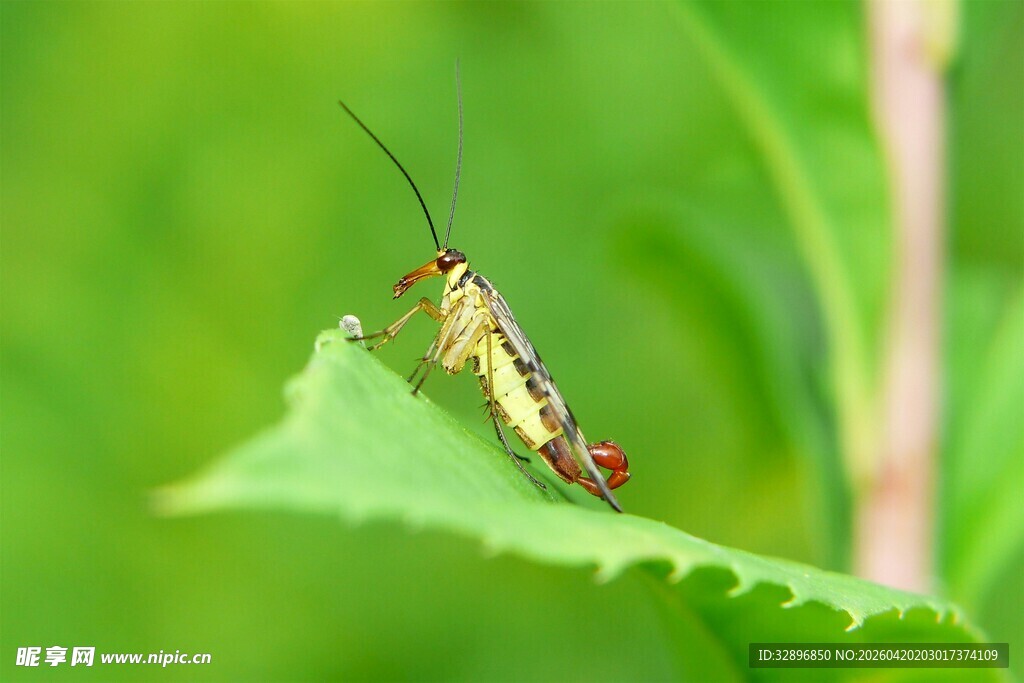 绿叶上的精致小昆虫