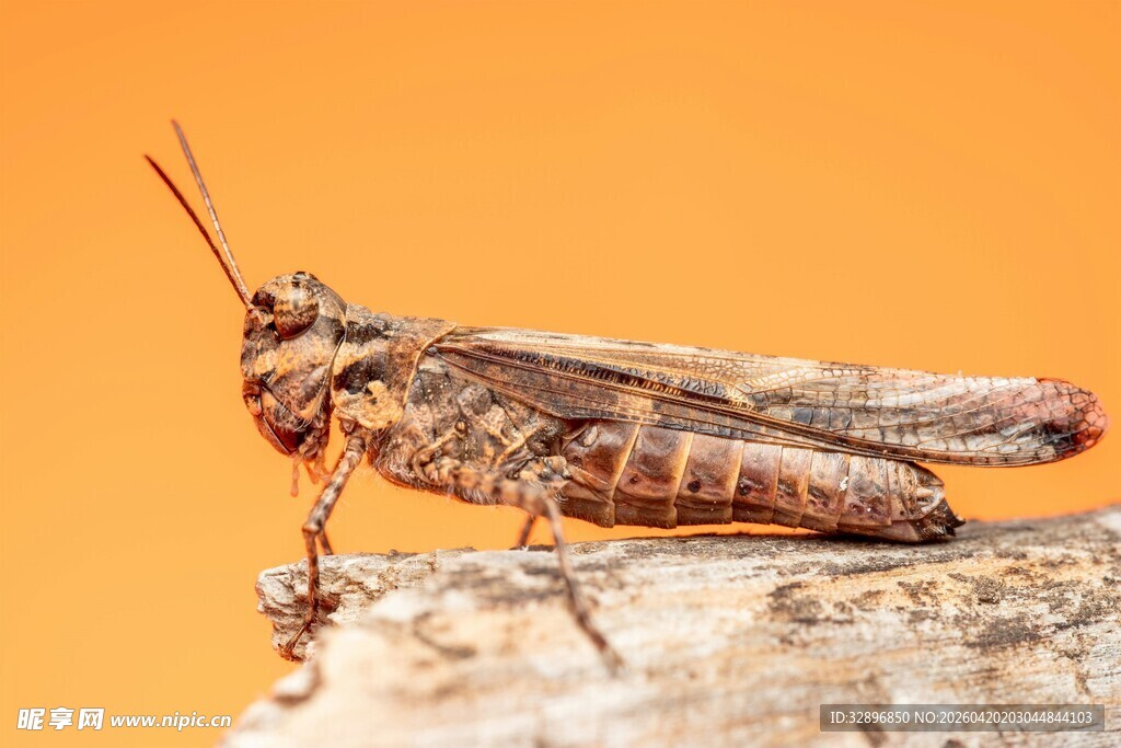 栖息于树枝的褐色蚂蚱