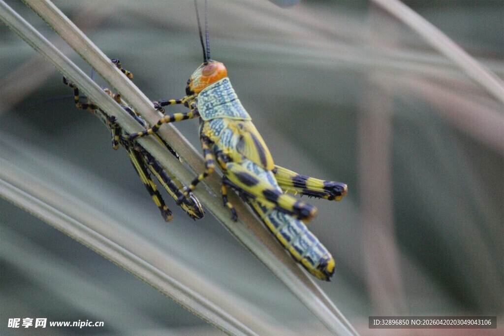 多彩蚂蚱栖息于草茎间