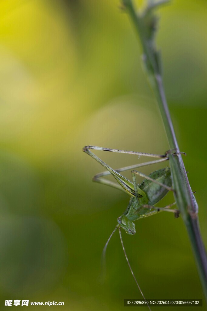 草丛中的绿色螳螂