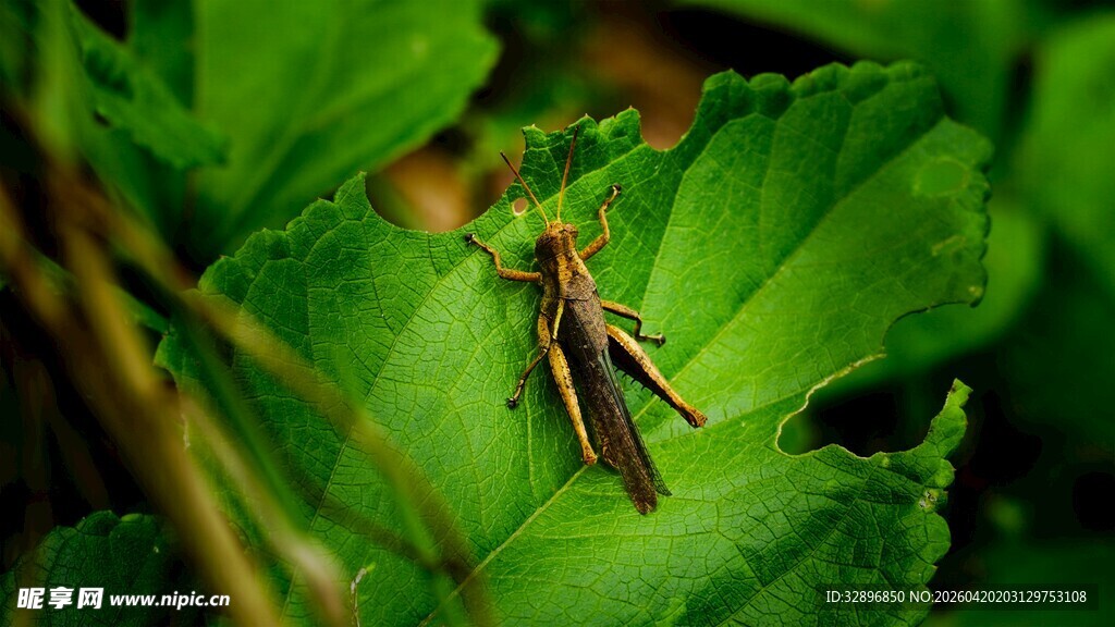绿叶上的棕色蚂蚱