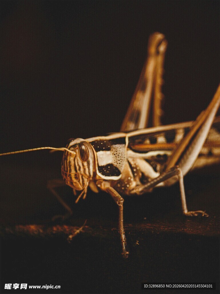 微距下的精致蚂蚱