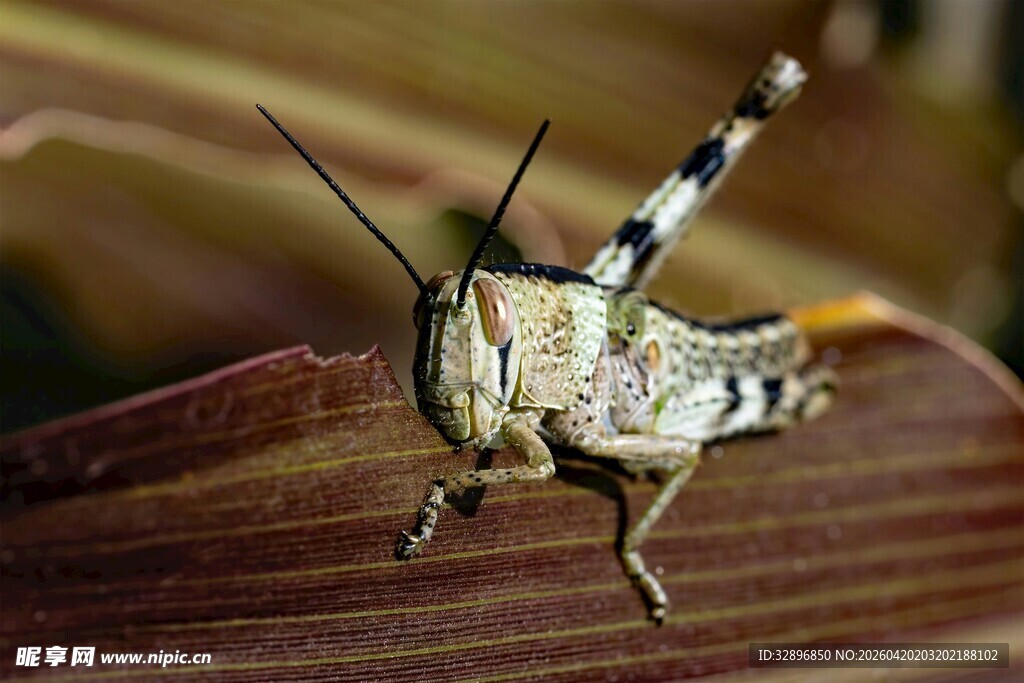 叶上的斑驳蝗虫