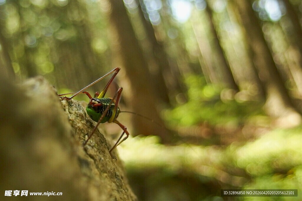 树干上的昆虫特写