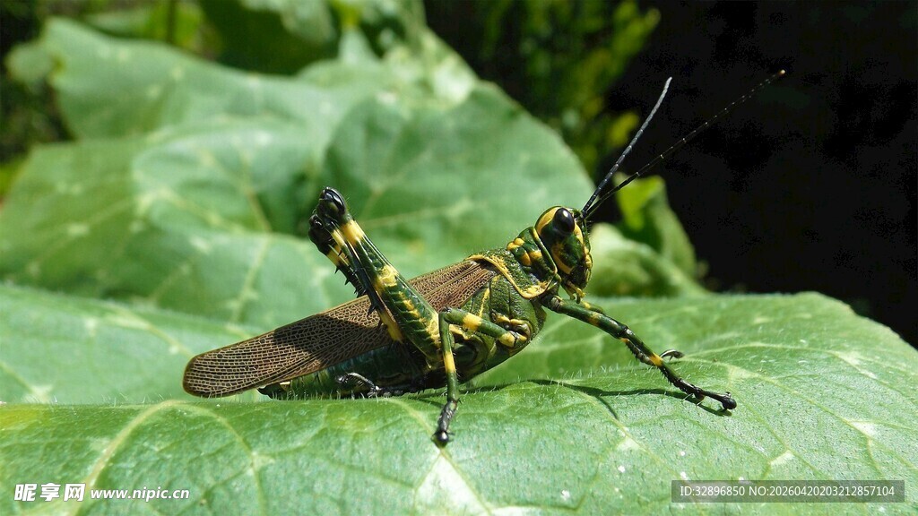 绿叶上的多彩昆虫