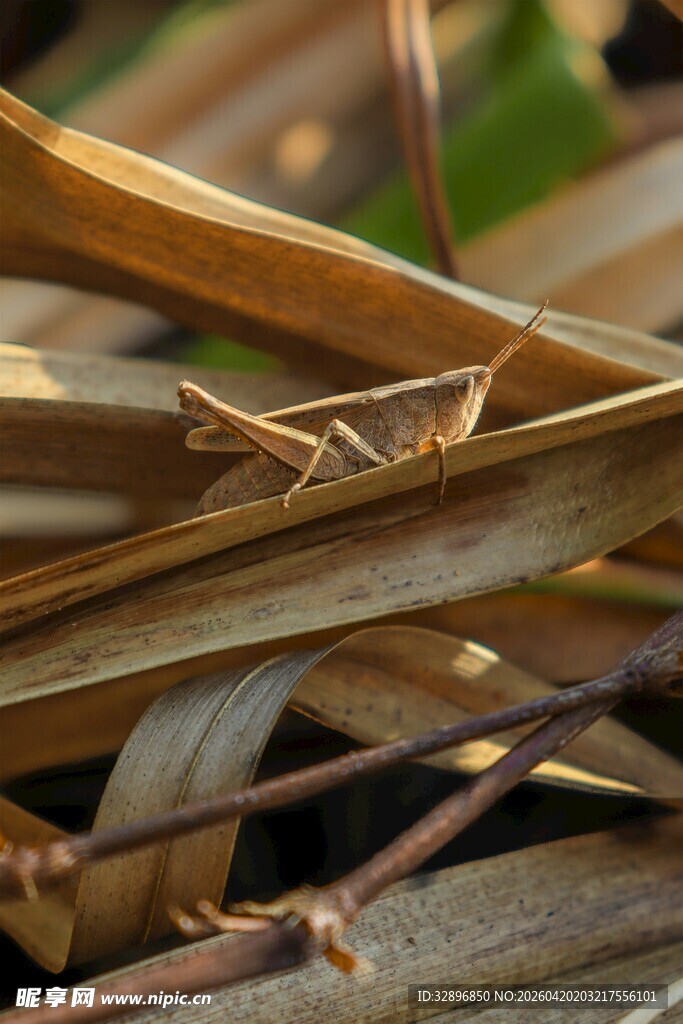 枯叶上的隐身螳螂