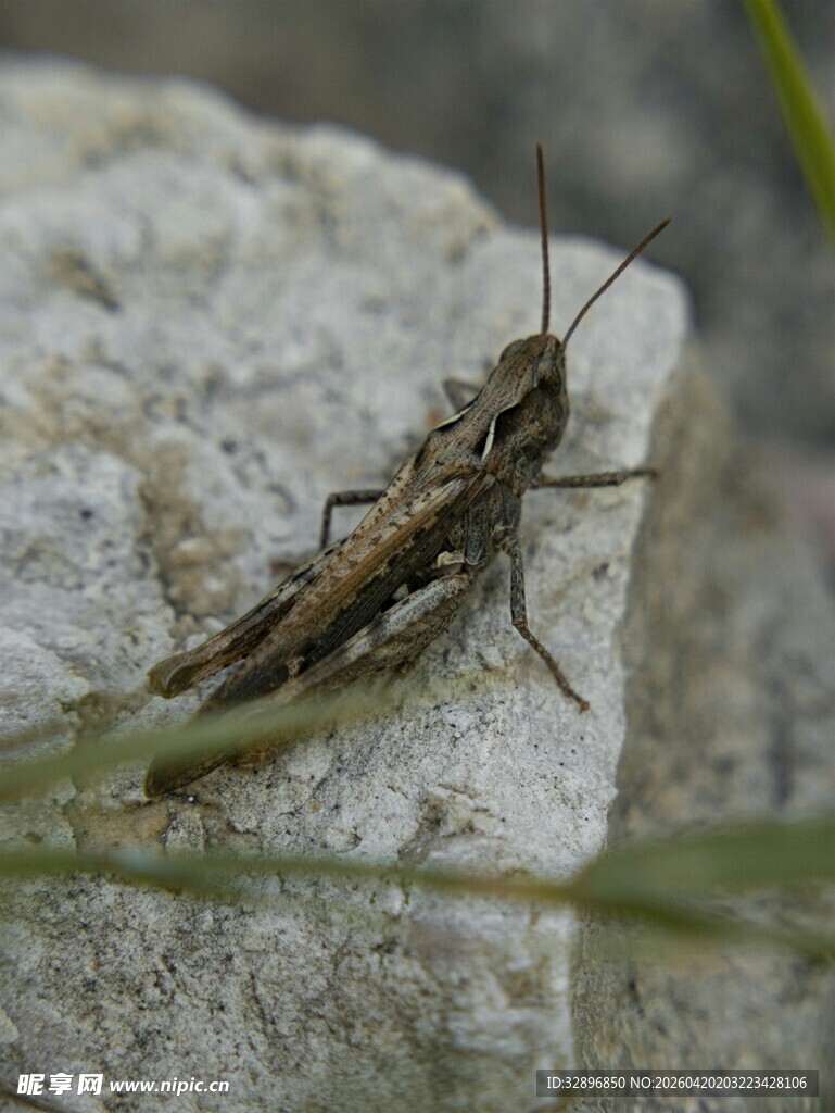 岩石上的棕色蚂蚱