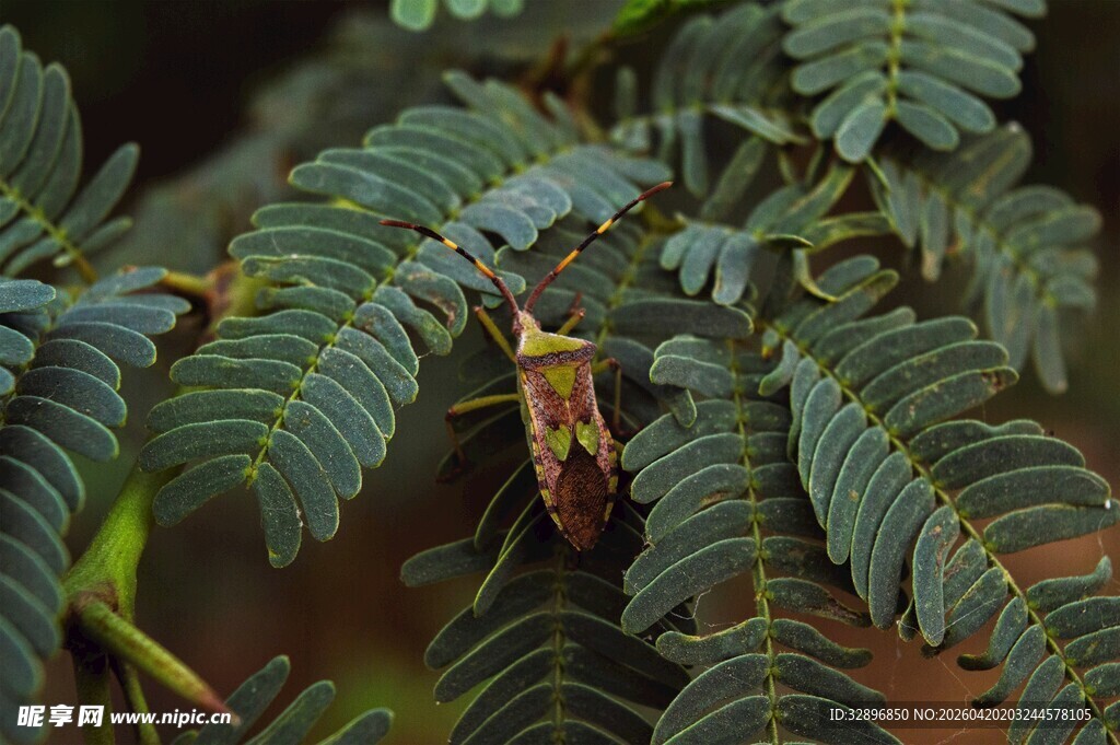 绿叶上的斑斓昆虫