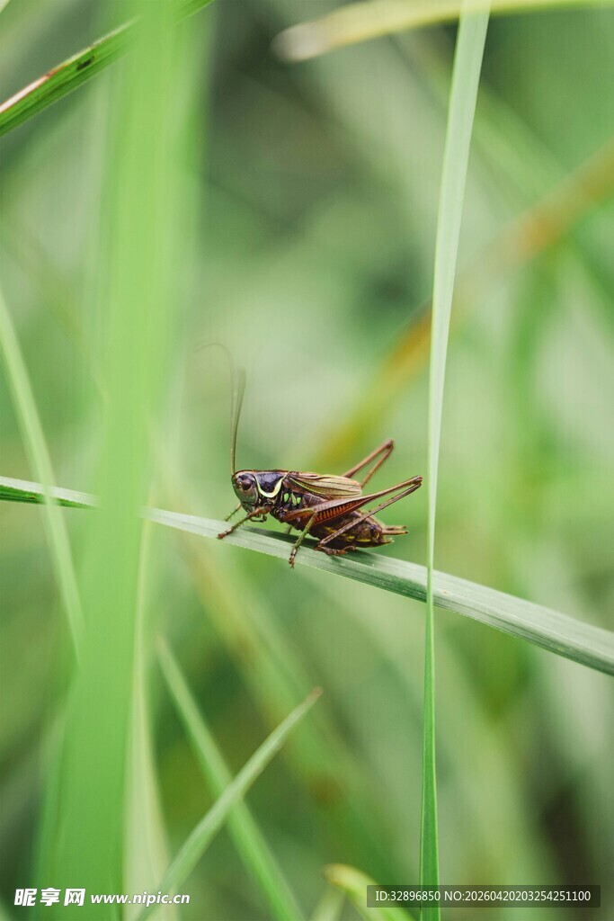 草叶上的小昆虫