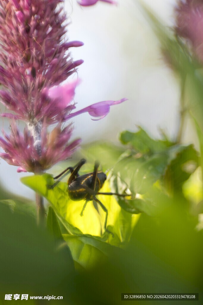 花间蚂蚁忙碌瞬间