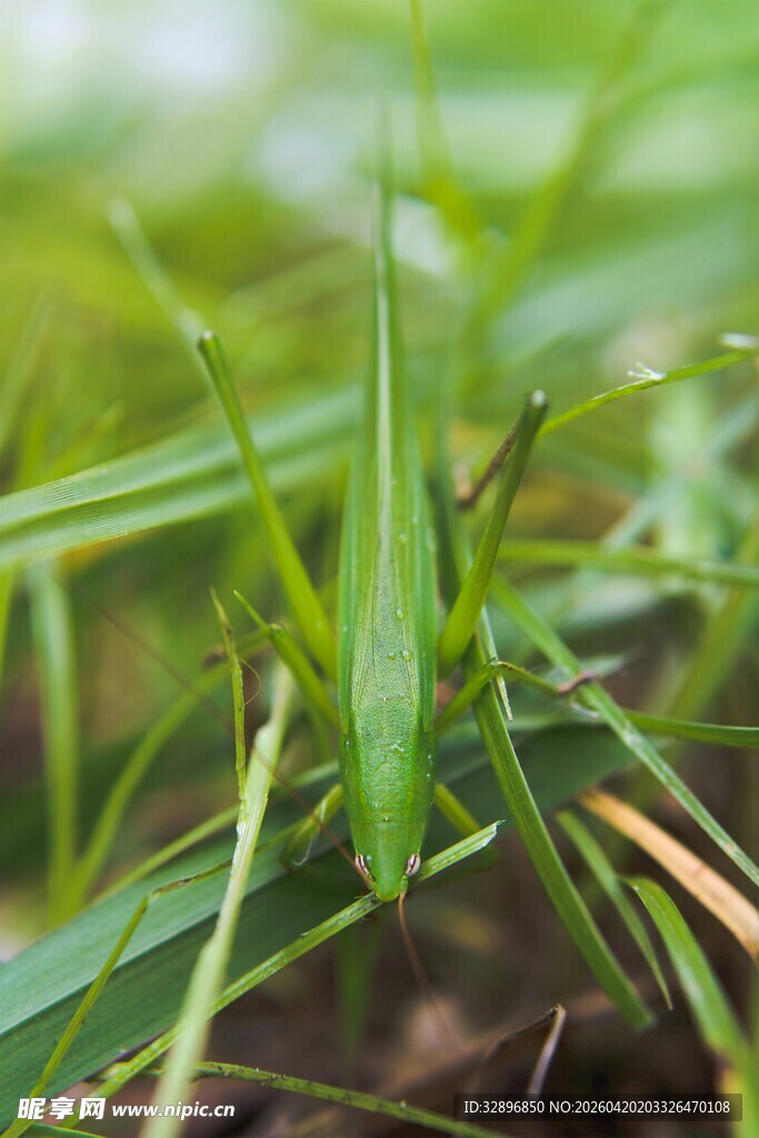 草丛中的绿色蚂蚱
