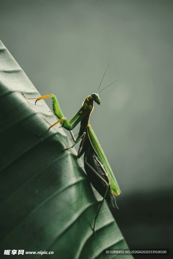 绿叶上的螳螂