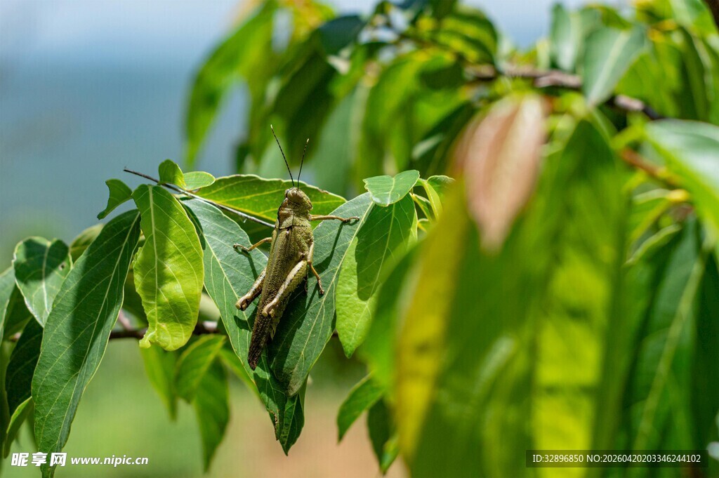 嫩绿枝叶展现自然生机