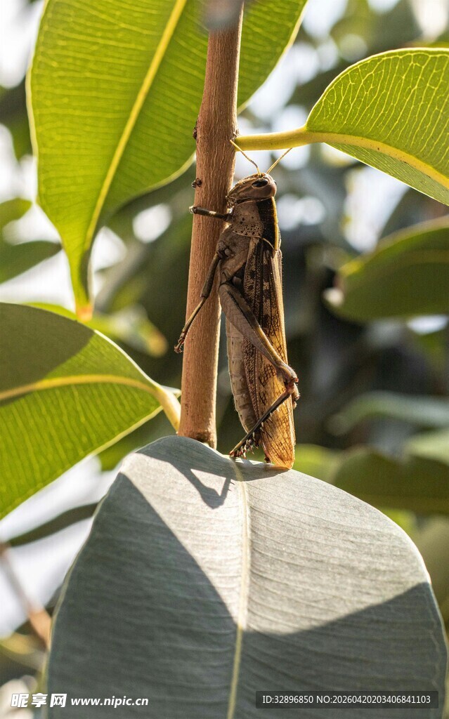 绿叶中的奇特昆虫