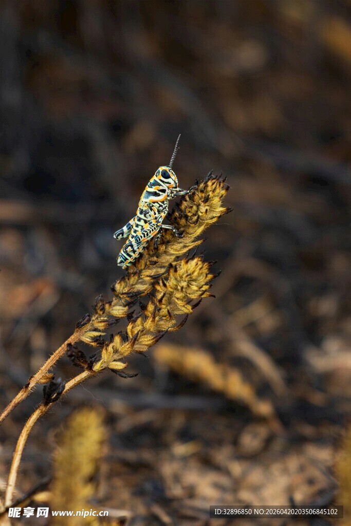 枝头栖息的斑斓蝴蝶