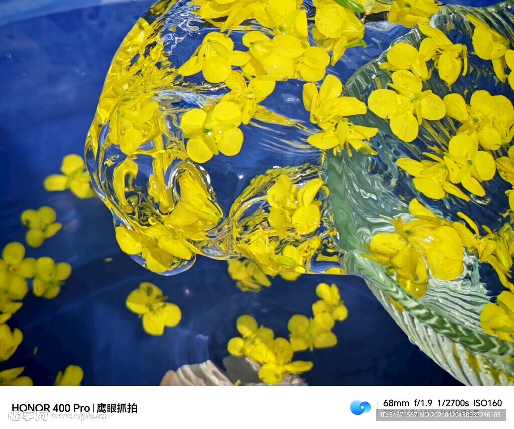 蓝色背景上的灿烂黄色花朵