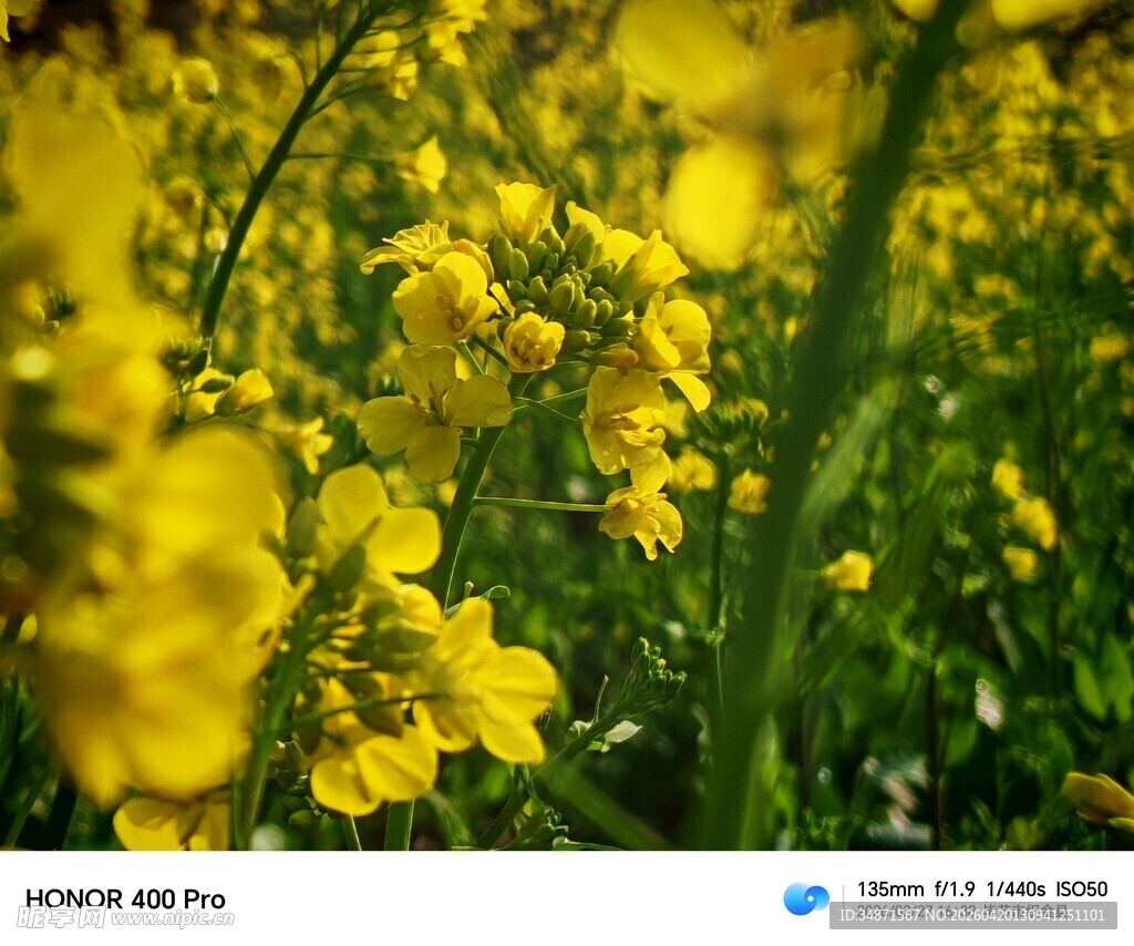 金黄油菜花田美景