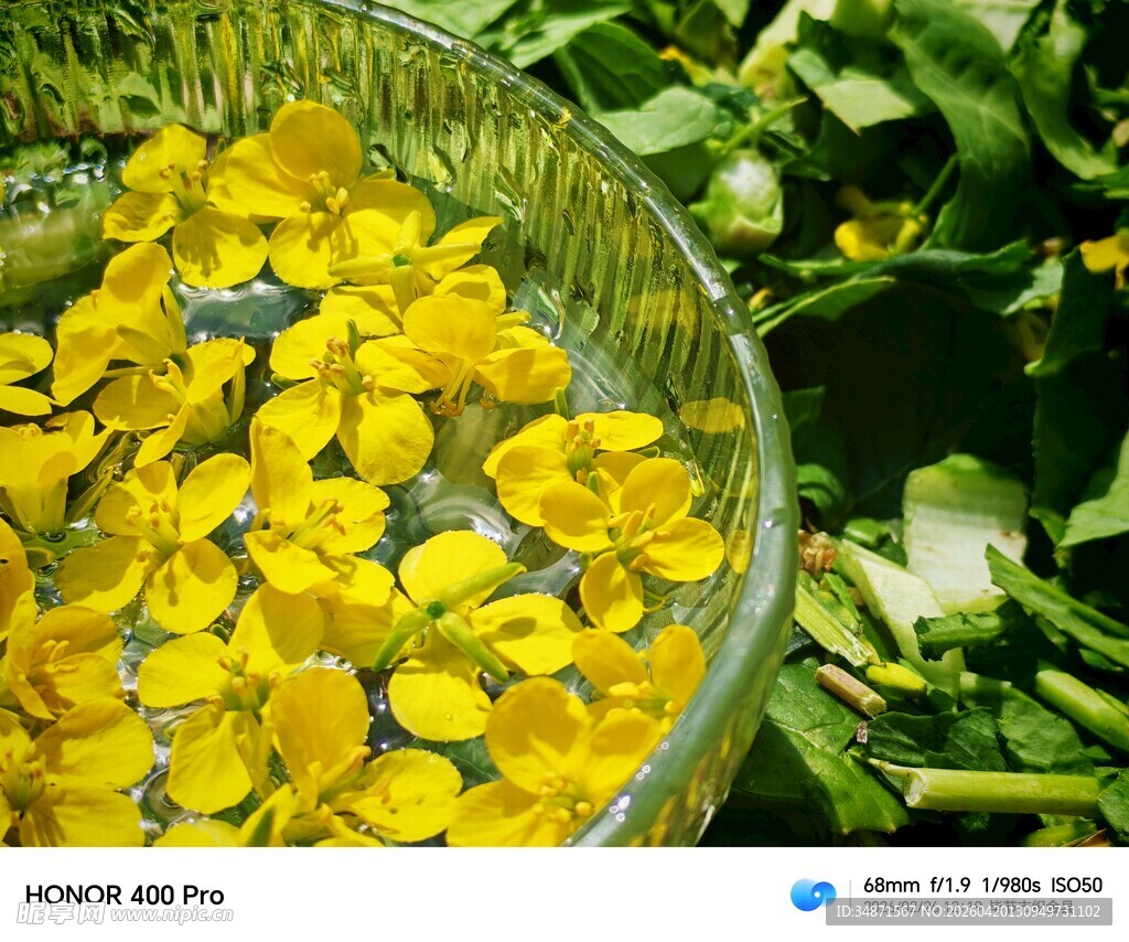 玻璃碗中的鲜嫩黄色小花